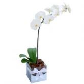 Vaso de Orquidea PHALAENOPSIS