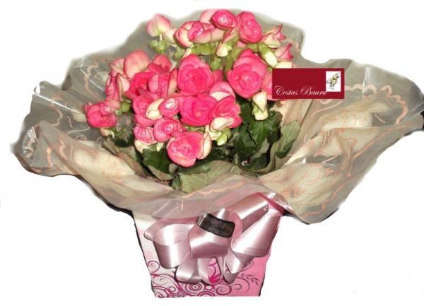 Flor Begônia OU Gérbera