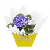 Flor violeta OU Kalanchoê